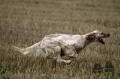 Setter Anglais EUROPE DES PAYS DE LOIRE Setter Anglais EUROPE DES PAYS DE LOIRE